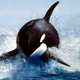 Illustration for article titled How whales made the dramatic evolutionary shift from land to the sea